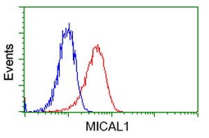 IHC-plus™ MICAL1 / MICAL Antibody (clone 2H1)