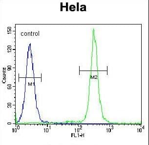 TMEM165 Antibody (aa17-45)
