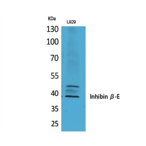 INHBE / Activin Antibody (301-350 aa, C-terminal)