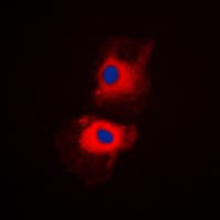 Polyclonal Rabbit anti-Human RPL27A Antibody (C-Terminus, IF, WB)