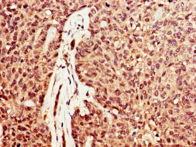 Polyclonal Rabbit anti-Human DNASE1 / DNase I Antibody (IHC, WB)