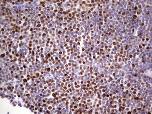 MCM2 Antibody (clone OTI8A11)