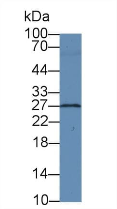BDNF Antibody