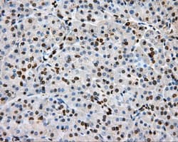 Monoclonal Mouse anti-Human Basigin / Emmprin / CD147 Antibody (clone OTI4E11, IHC, IF, WB)
