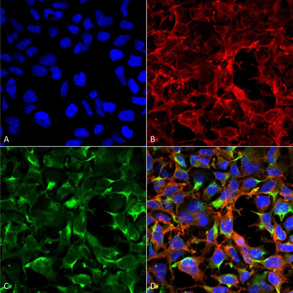 Dityrosine Antibody (clone 7D4, APC)