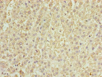 PRDM14 Antibody