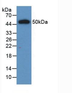 IFNL2 / IL28A Antibody