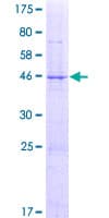Human LRRIQ3 Protein (Recombinant GST)