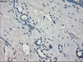AURKC / Aurora C Antibody (clone OTI2B7)