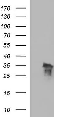POLR3GL Antibody (clone OTI5E8, Carrier-free)