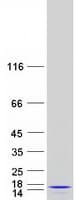 Human MRPL53 Protein (Recombinant Myc-DDK (Flag))