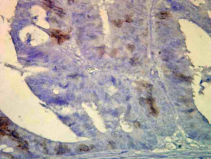 Monoclonal Mouse anti-Chicken HSPA8 / HSC70 Antibody (clone BB70, IHC, WB)