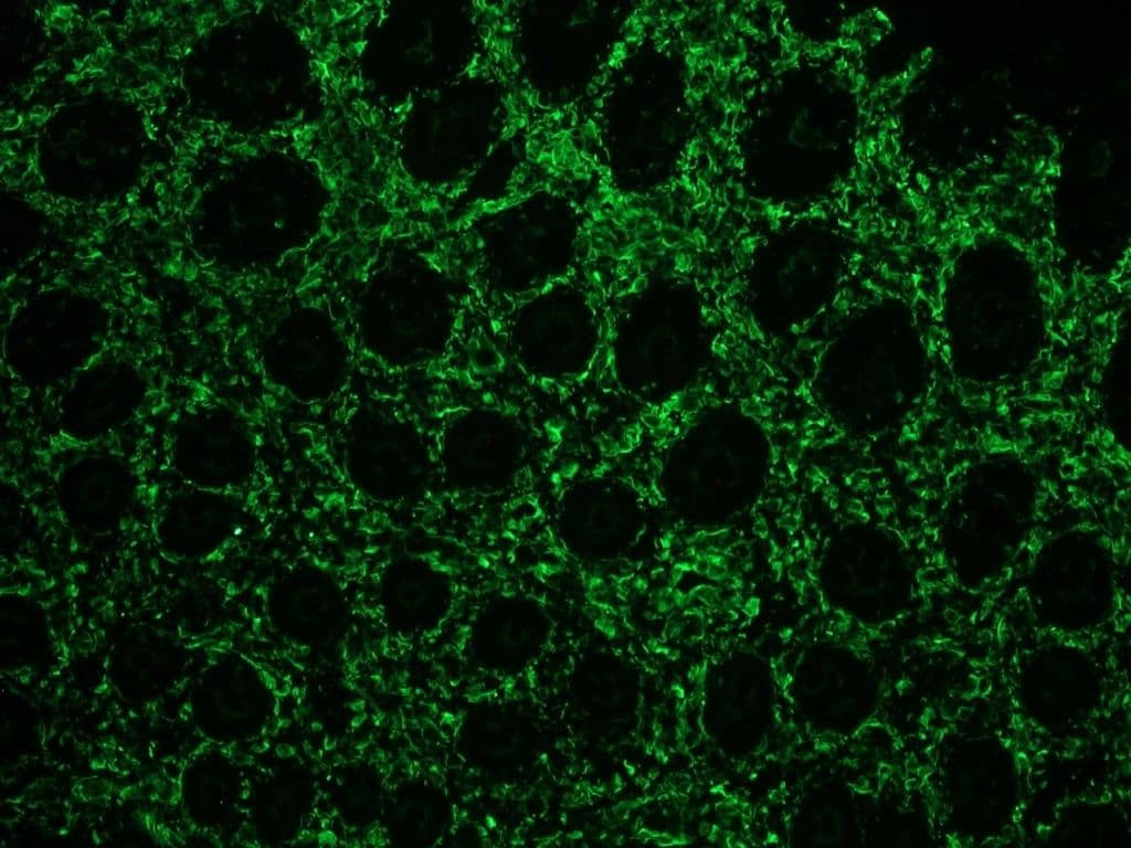 IHC-plus™ Vimentin Antibody (clone V9)