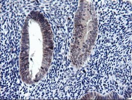 RAB37 Antibody (clone OTI2F1)