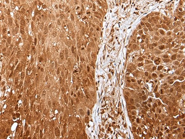 UBE1L / UBA7 Antibody