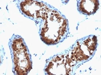 SUMO2 Antibody (clone SPM572, Azide-free, BSA-free)
