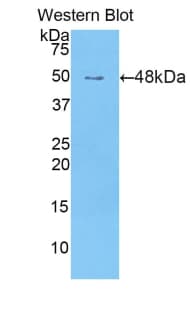 BCL2L2 / Bcl-w Antibody (aa2-193)