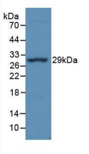 HLA-DRA Antibody (aa28-232, FITC)