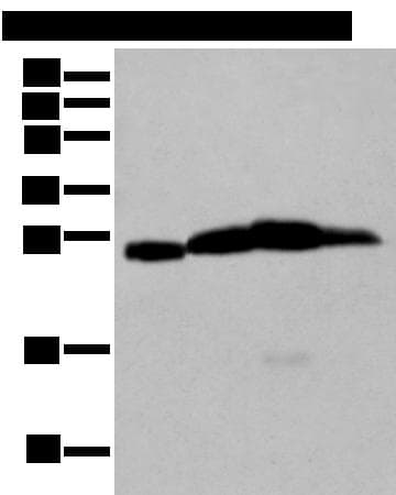 MOG Antibody