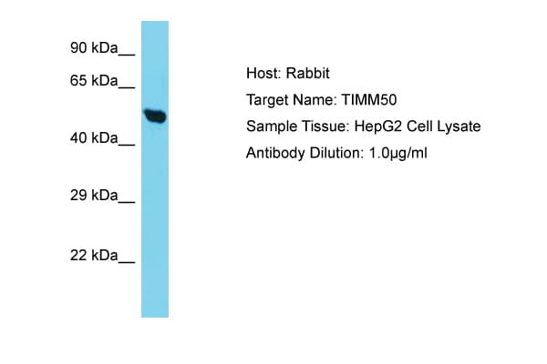 TIMM50 Antibody (C-Terminus)