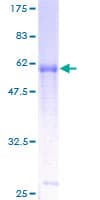 Human IL9R / CD129 Protein (Recombinant GST)
