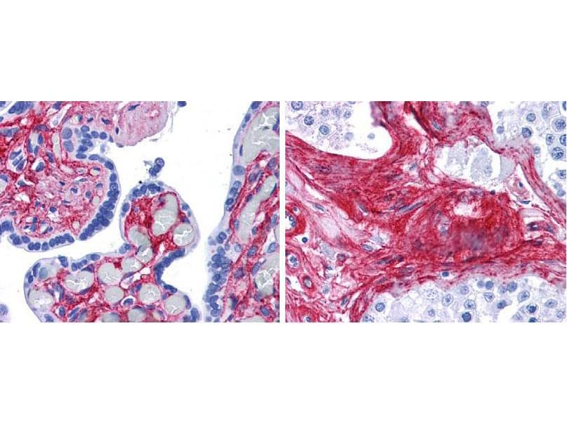 Collagen VI Antibody (FITC)