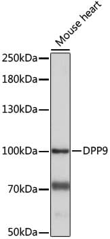 DPP9 Antibody