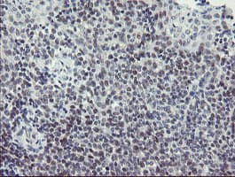 SENP2 Antibody (aa139-523, clone OTI3F5, Carrier-free)