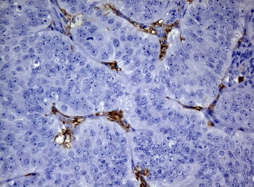 CD32A Antibody (clone UMAB59, Carrier-free)