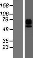 MAdCAM-1 Protein (Over-Expression Lysate Myc-DDK (Flag))