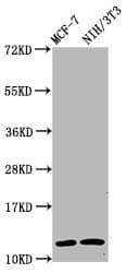 HIST1H4I Antibody