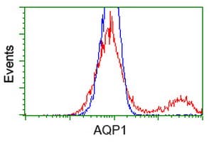IHC-plus™ Monoclonal Mouse anti-Human AQP1 / Aquaporin 1 Antibody (clone 1F3, IHC, WB)