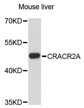 CRACR2A / EFCAB4B Antibody