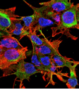 Monoclonal Mouse anti-Human GFAP Antibody (clone S206B-9, IF, WB)