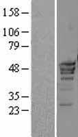 POLR3D Protein (Over-Expression Lysate Myc-DDK (Flag))