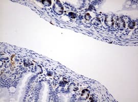 BrdU Antibody (clone 4H10)