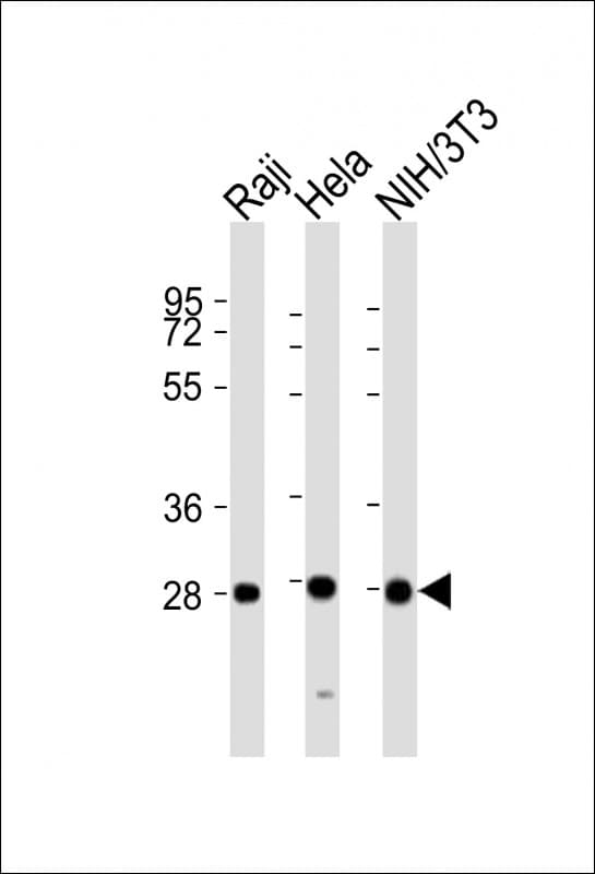 PSMB7 Antibody (aa180-211)