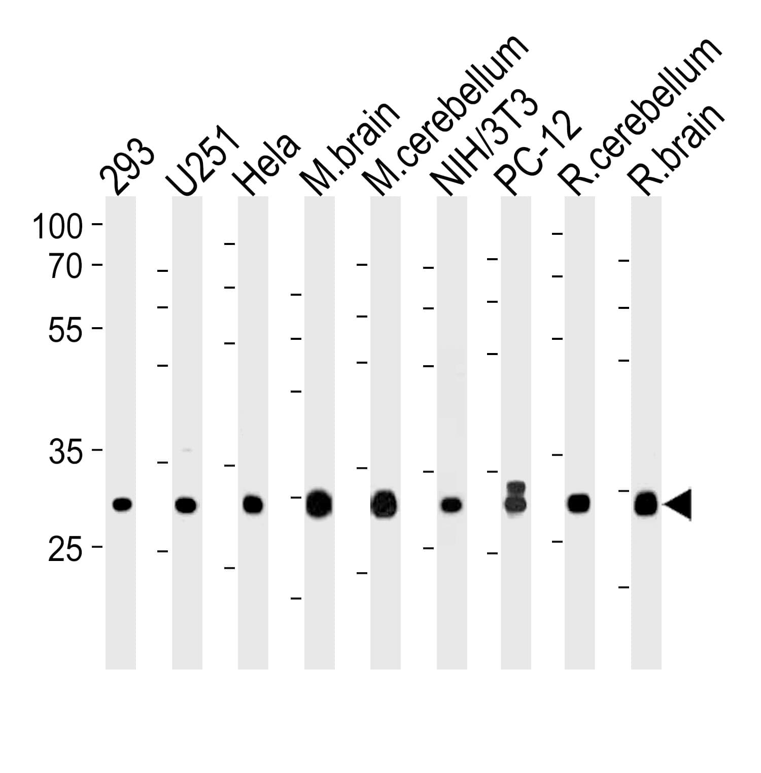 PITPNA Antibody (aa243-270)