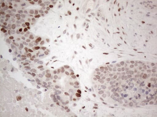 GATA3 Antibody (aa155-443, clone OTI8H4)