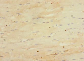 EMCN / Endomucin Antibody