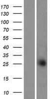 TEX40 Protein (Over-Expression Lysate Myc-DDK (Flag))