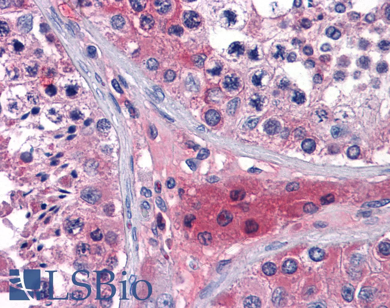 IHC-plus™ APOO / Apolipoprotein O Antibody (aa26-198, clone 2F1)