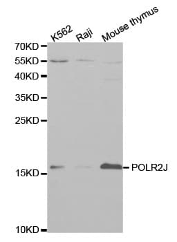 POLR2J Antibody