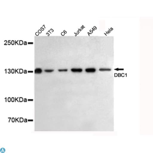 Monoclonal Mouse anti-Human BRINP1 / DBC1 Antibody (WB)