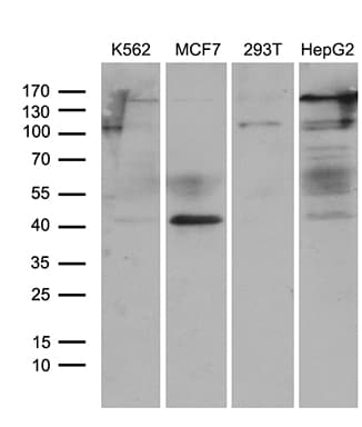 TYW2 / TRMT12 Antibody (clone OTI3D1)