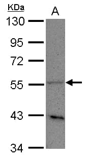 PLD3 / Phospholipase D3 Antibody