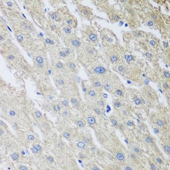 MLKL Antibody