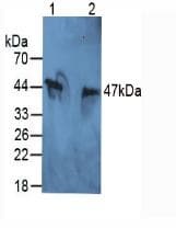 ITIH5 Antibody (aa569-737, PE)