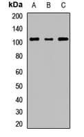 RRBP1 / hES Antibody
