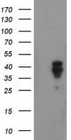 NUDEL / NDEL1 Antibody (clone OTI4E5, Carrier-free)